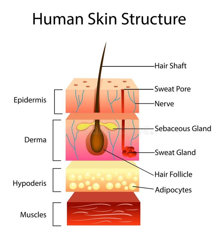 Human Skin Structure Vector Illustration Stock Vector Illustration of disease derma 114843308