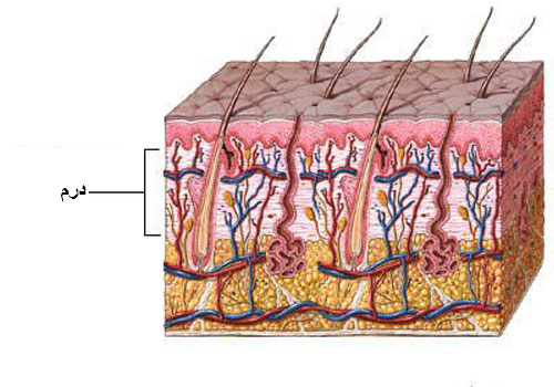 dermis og