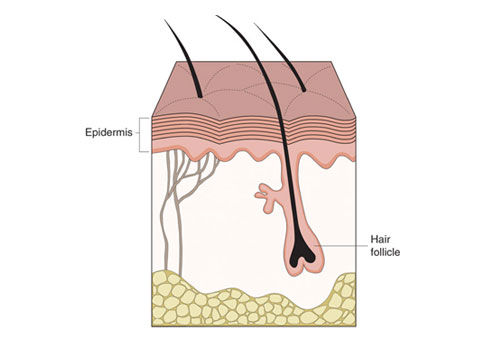 epidermis og