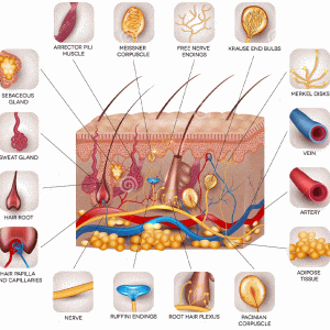 آشنایی با ساختار پوست و عملکرد آن