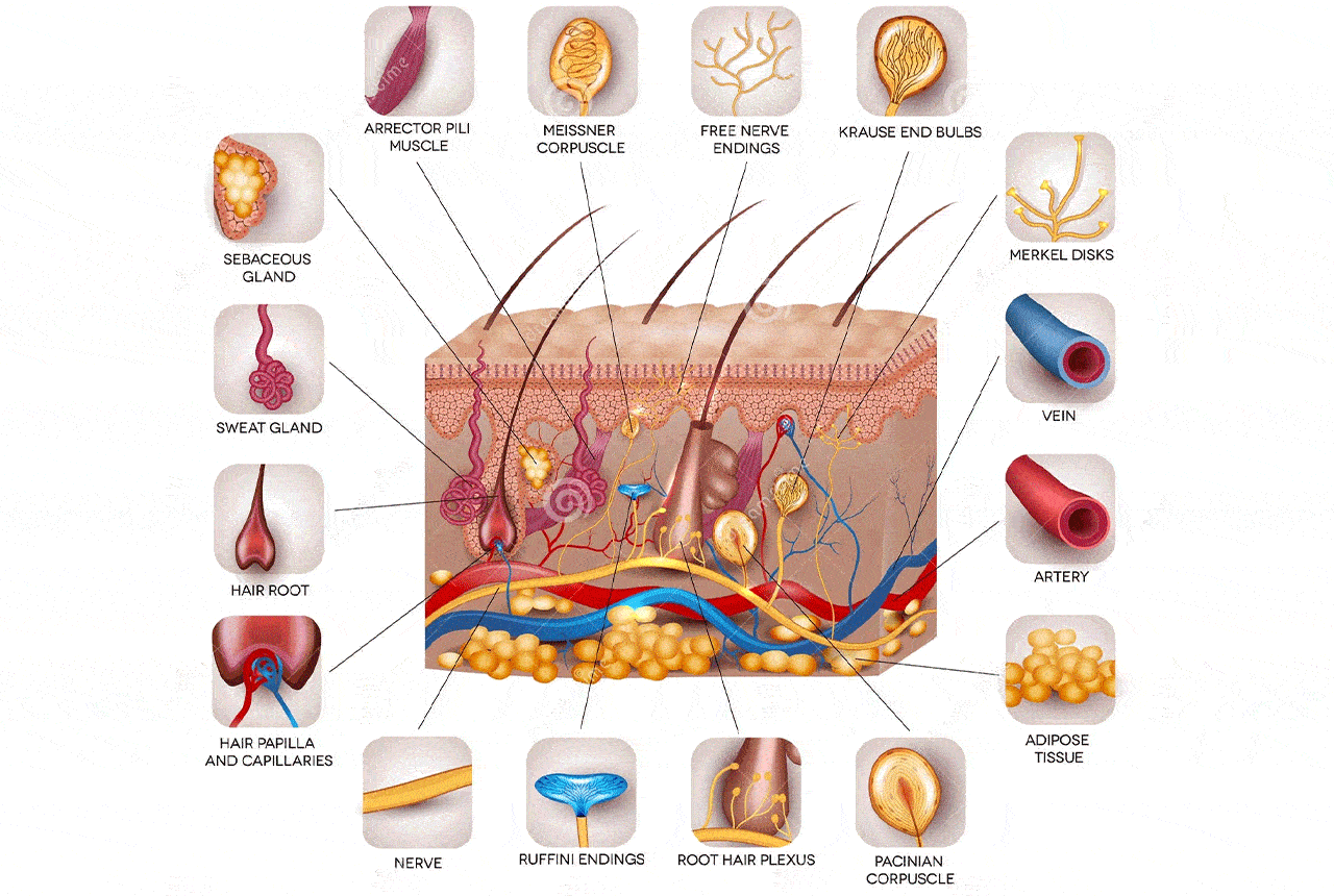 آشنایی با ساختار پوست و عملکرد آن