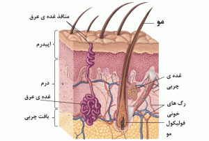 آشنایی با ساختار پوست و عملکرد آن