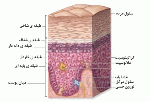 آشنایی با ساختار پوست و عملکرد آن