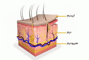 آشنایی با ساختار پوست و عملکرد آن